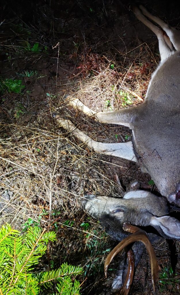 buck poaching case springfield