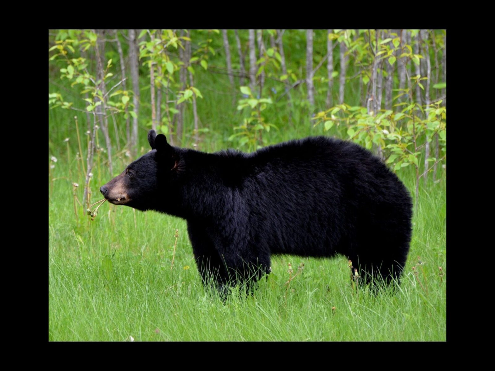 man-accidentally-kills-brother-instead-of-black-bear-then-commits-suicide-2