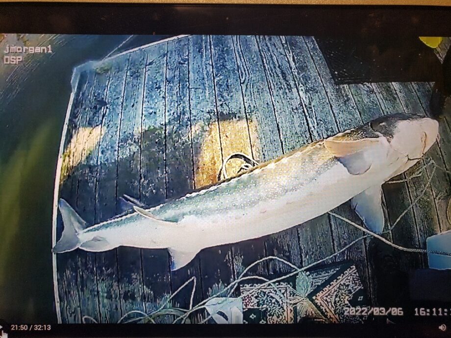 poaching sturgeon Oregon