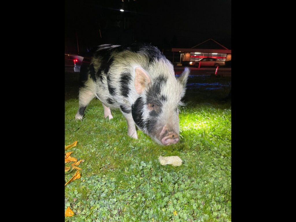 OFFICERS CONTAIN PIG TO AVOID TRAFFIC CRASHES-2