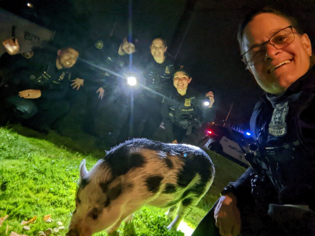 OFFICERS CONTAIN PIG TO AVOID TRAFFIC CRASHES-2