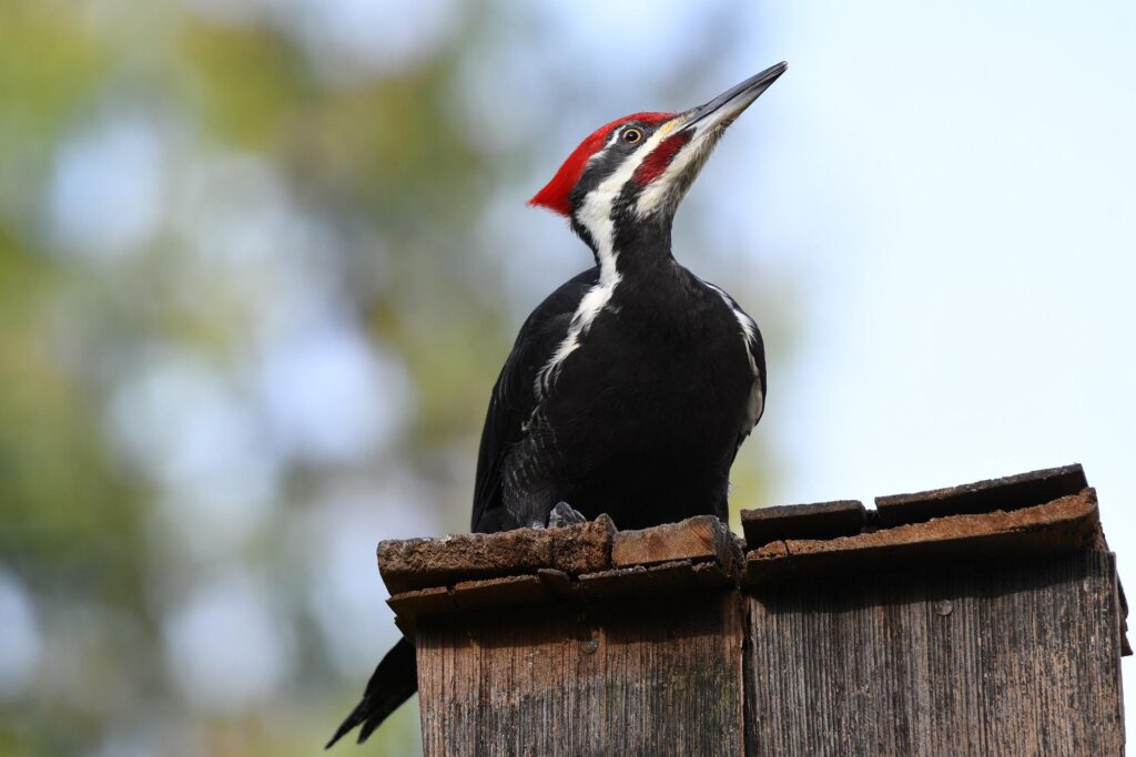 woodpecker oregon