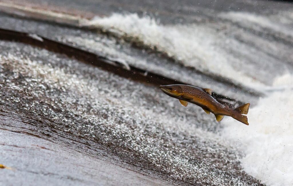 salmon oregon