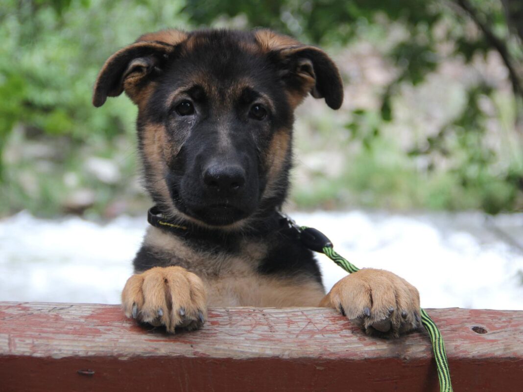 German shepherd puppy left in hot car