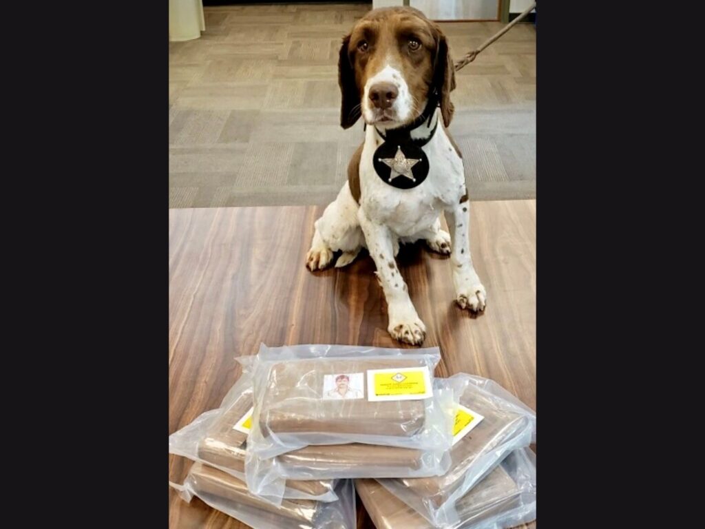 K9 Marley with 14.5 kilograms of fentanyl