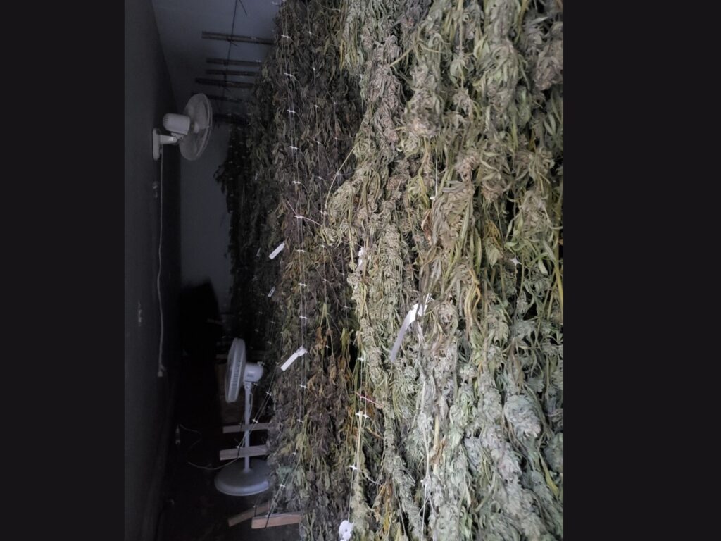 marijuana plant operations drying Caves HWY james rossi (1)