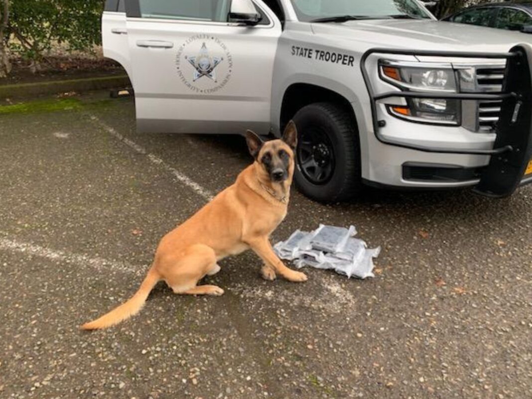 K9 Titan with discovered cocaine