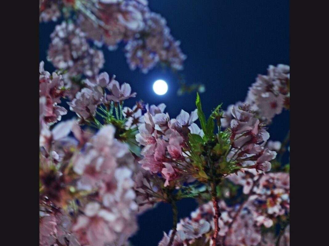 cherry blossoms illuminated under moonlight