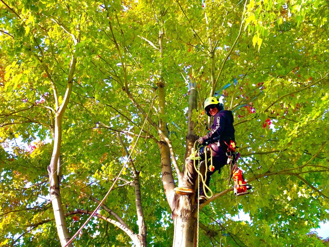 Cassie Sigloh Oregon Urban and Community forestry award