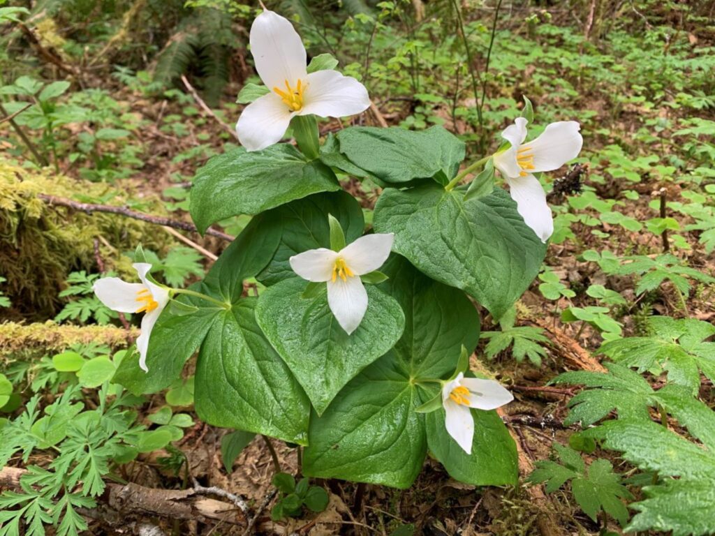 Trillium is featured at Silver Falls State park