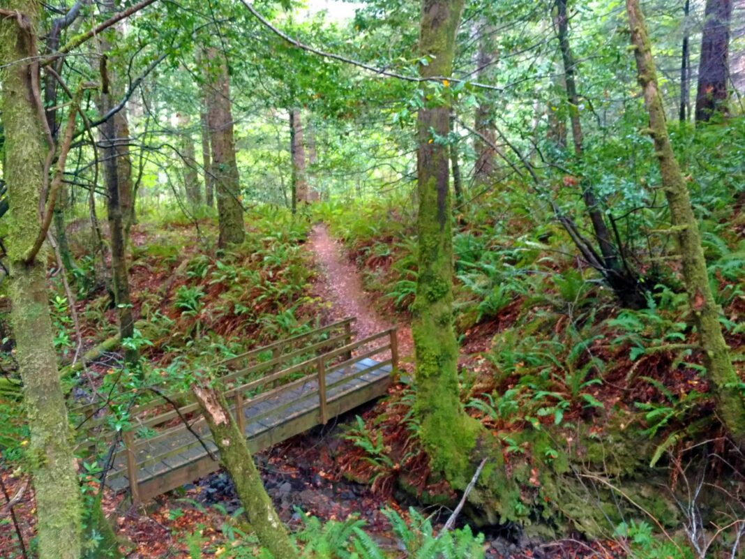 sudden oak death found in humbug state park