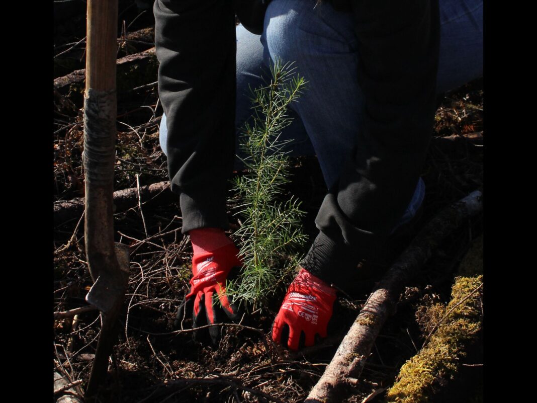 planting tree, oregon climate smart award