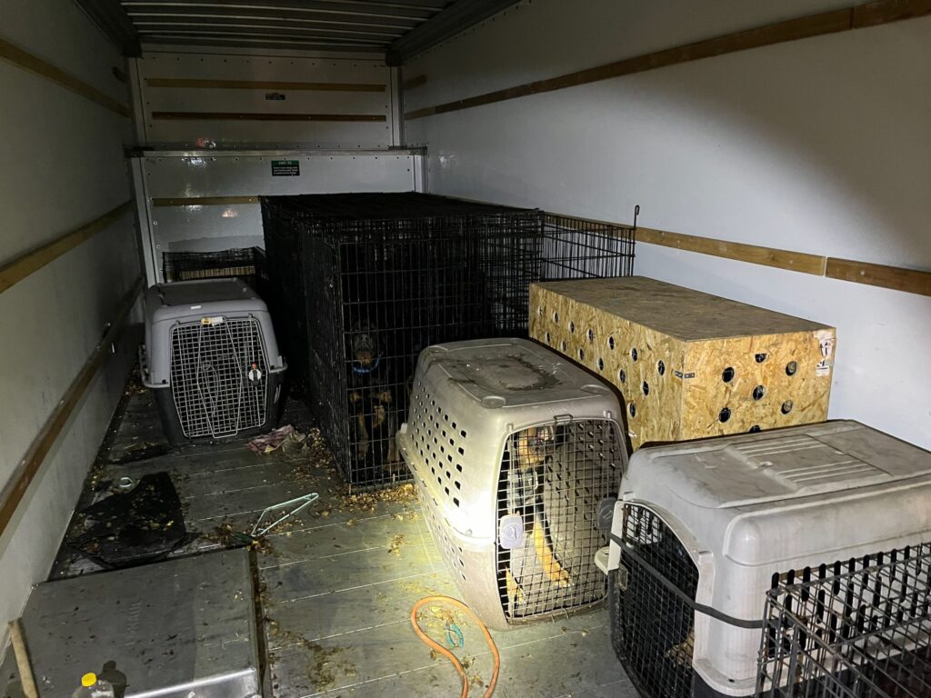 abandoned dogs u-haul, animal abuse