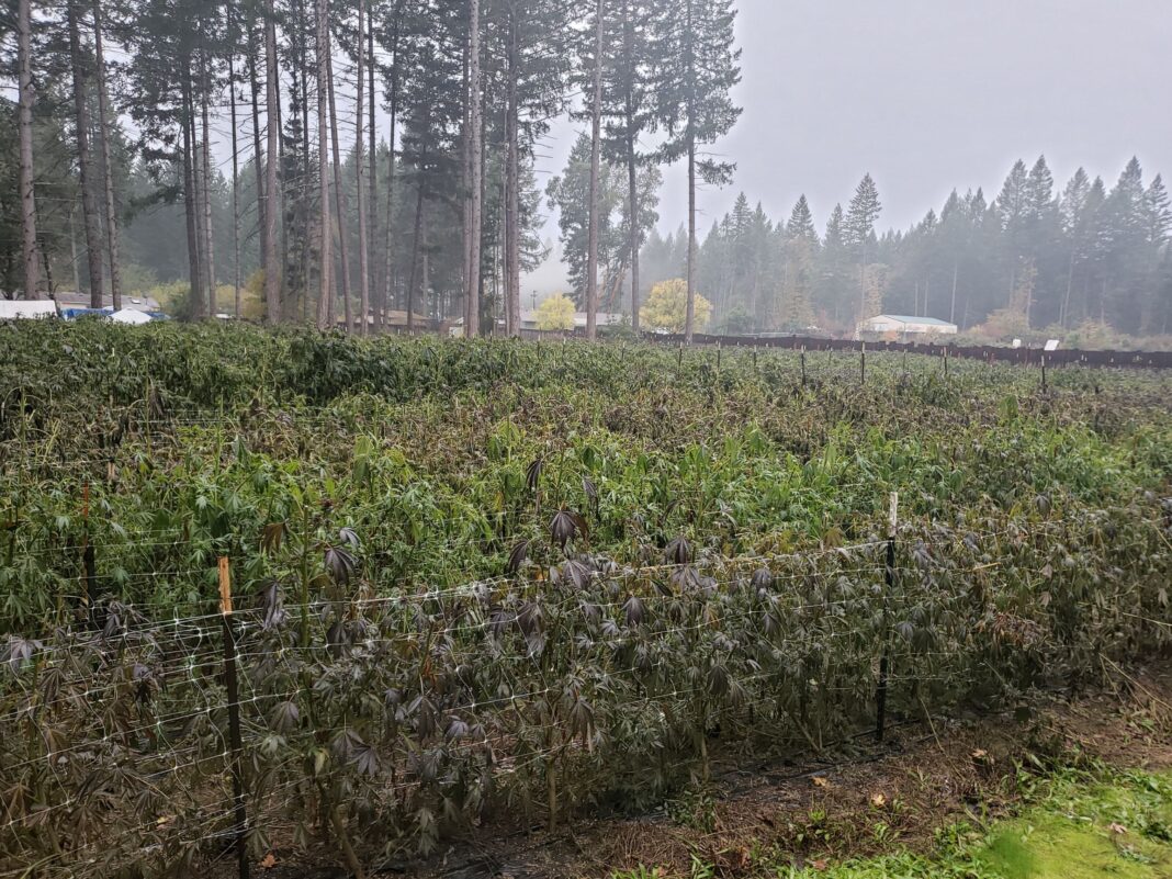 illegal marijuana growing operation cave junction