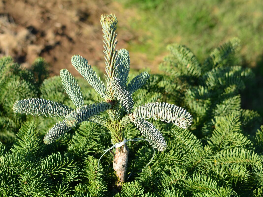 Noble fir christmas tree