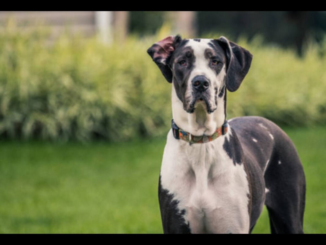 two great dane mastiff kill and maul child, injure woman