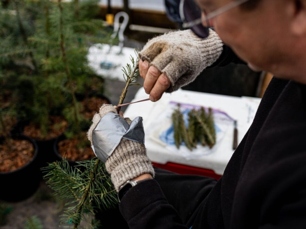 Kevin Barnes grafting a ponderosa pinetree