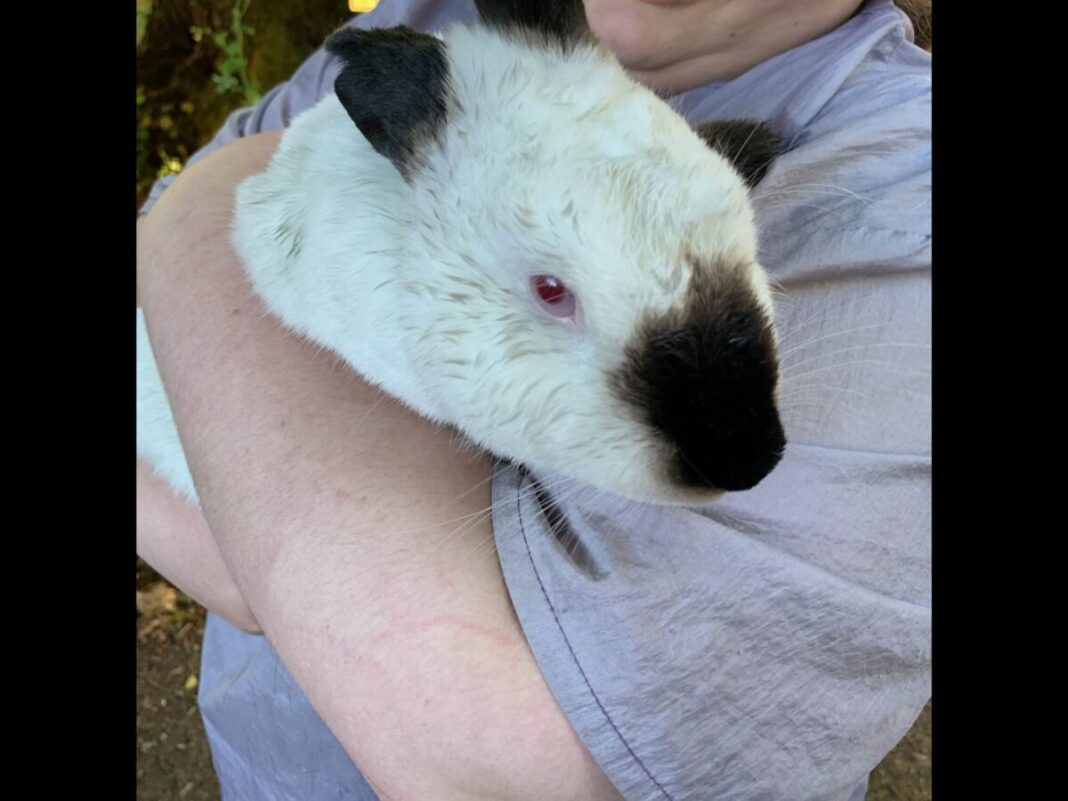 bunny rescued from the fire hillsboro fire and rescue
