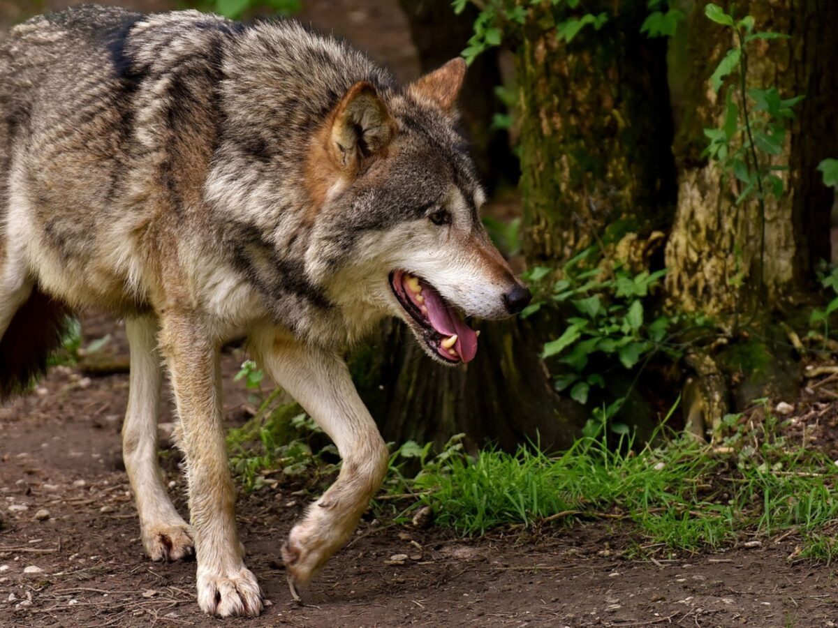 wolves poisoned and taken oregon reward offered