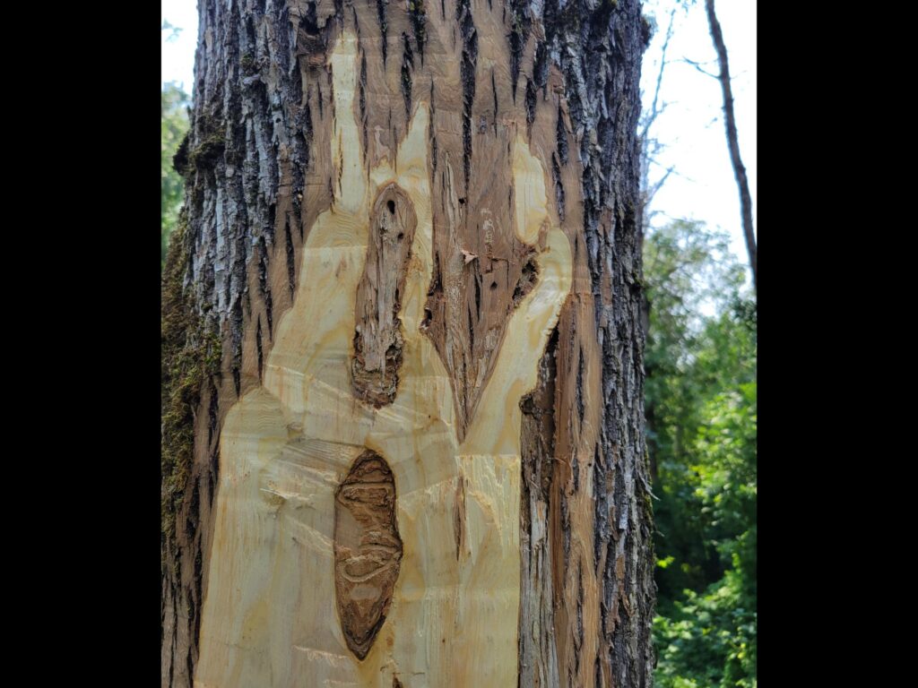 damage caused by emerald ash borer