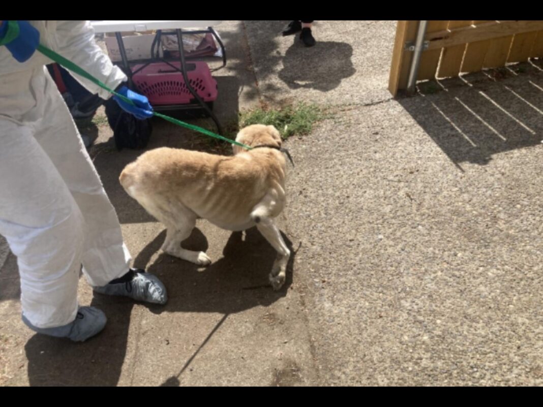 one of the dogs rescued by PPB