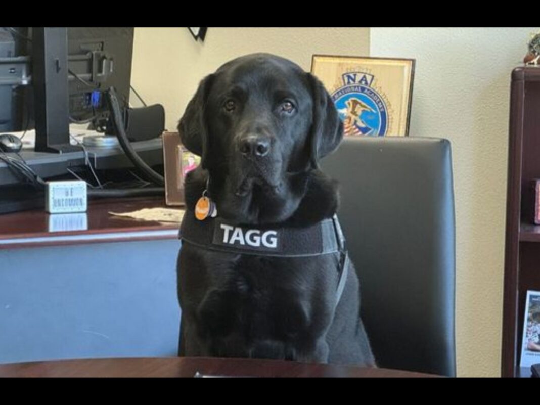 Gresham PD comfort dog Tagg hosts dog days of summer event